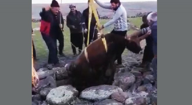 Su kuyusuna düşen ineği itfaiye kurtardı