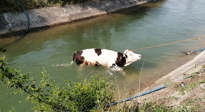 Sulama kanalına düşen inek için seferber oldular