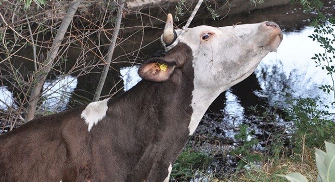 Sulama kanalına düşen inek, kurtarıldı