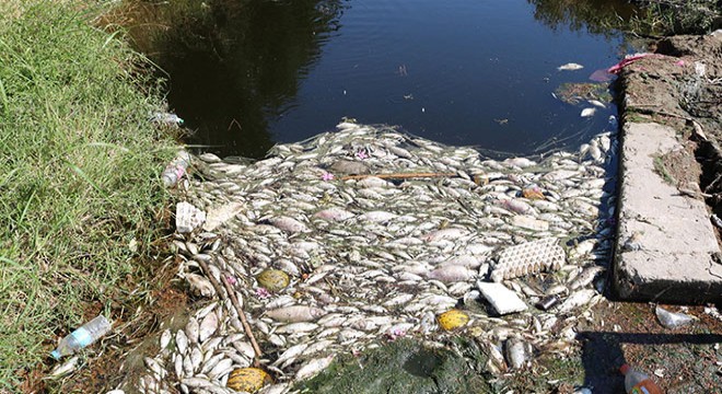 Sulama kanalında balık ölümleri endişesi