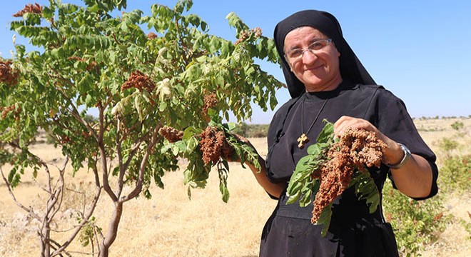 Süryani rahibe, Almanya dan döndüğü köyünde tarım yapıyor