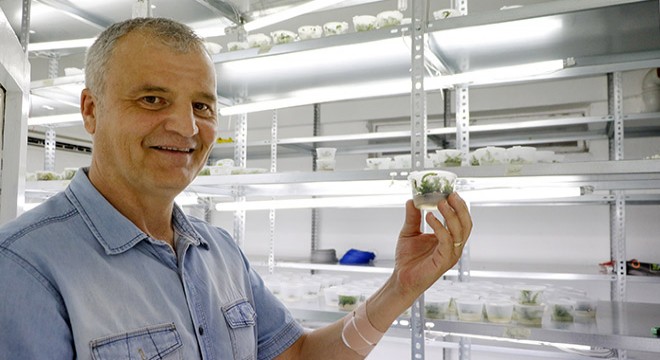 Süs bitkisi ithalatına  klonlu  çözüm