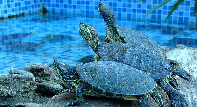 Süs havuzu bırakılan su kaplumbağaları ile doldu