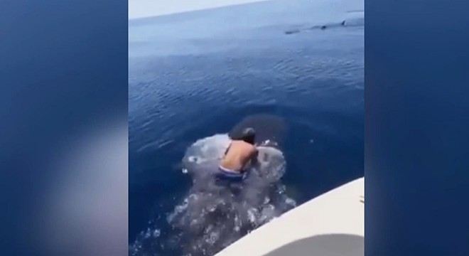 Bir adam balina köpek balığının sırtına bindi