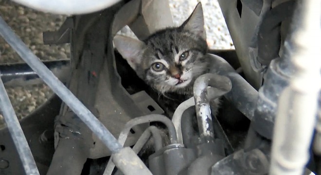 TEM de sürücülerin kedi kurtarma seferberliği