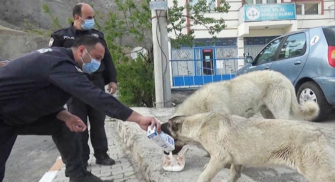 Tam kapanmada aç kalan sokak hayvanlarının yardımına polis koştu