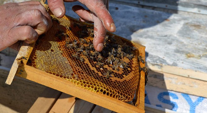 Tarım ilacından zehirlenen 100 bin bal arısı telef oldu
