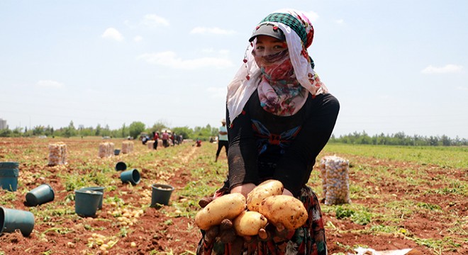 Tarım işçileri erkenci patates hasadı yapıyor