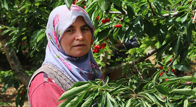 Tarım işçisi kadınların 40 derece sıcakta zorlu mesaisi