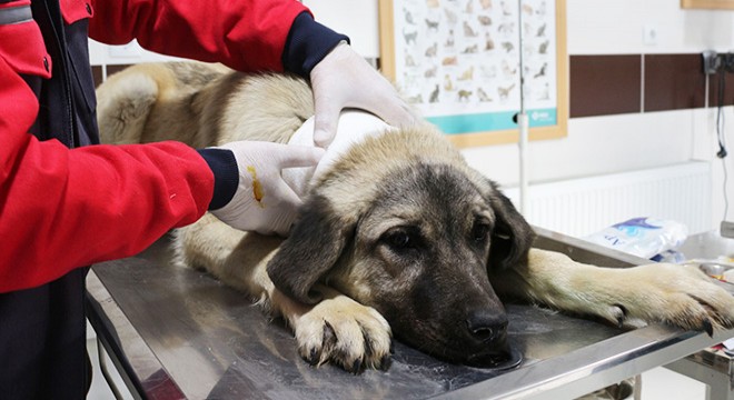 Tasması boynunu kesen köpek tedavi edildi