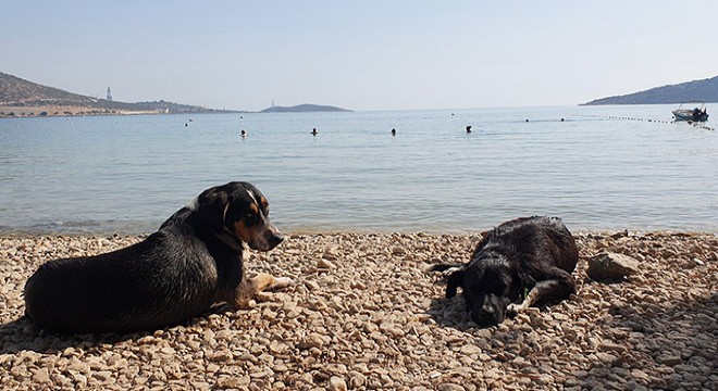 Tatilciler deniz keyfi yaptı, köpekler de suya girdi