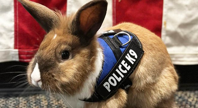 ‘Tavşan polis’ sosyal medyada ilgi çekti