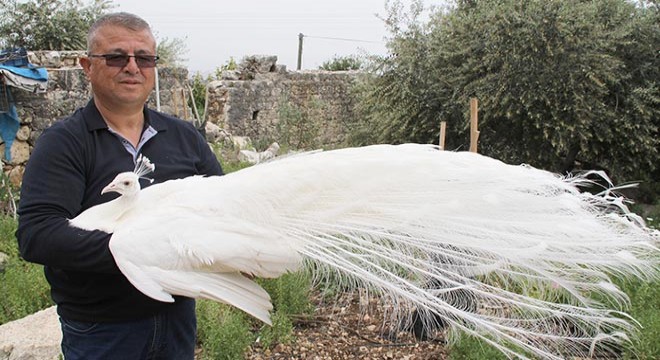 Tavus kuşu beslemeye başladı, şimdi tanesini 2 bin liradan satıyor
