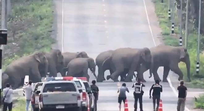 Tayland da caddeyi basan fil sürüsü kamerada