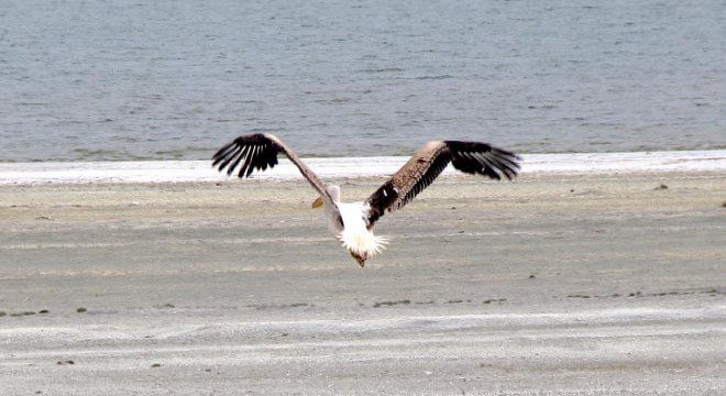 Tedavi edilen leylek ve 2 pelikan doğaya salındı