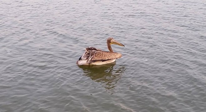 Tedavi edilen pelikan doğaya salındı