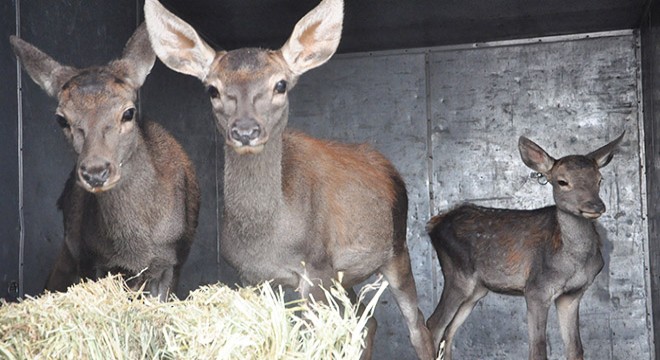 Tedavisi yapılan 3 kızıl geyik, Eskişehir e gönderildi