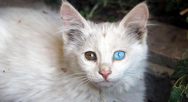 Tekir kedinin gözleri farklı renkteki yavrusu şaşırttı
