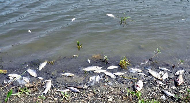 Tekirdağ ın Çokal Barajı nda balık ölümleri
