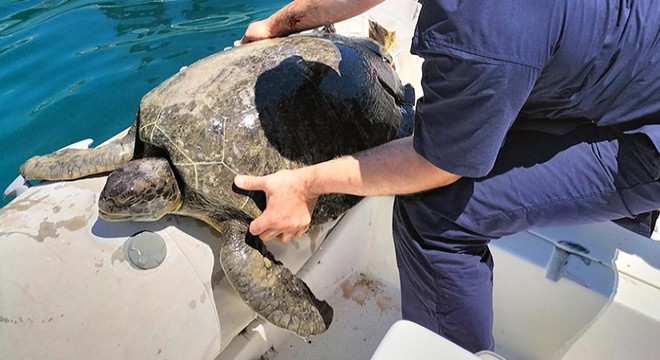Tekne çarpmasıyla yaralanan deniz kaplumbağası kurtarılamadı