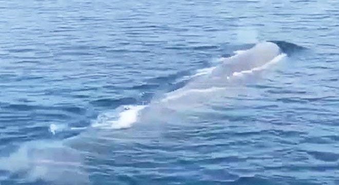 Tekne turunda balina görüntülediler