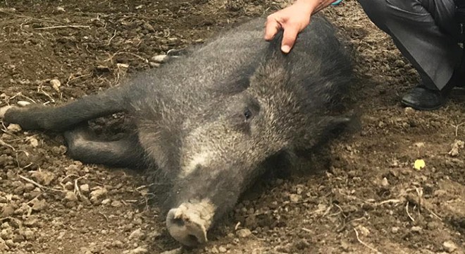 Tellere takılarak yaralanan domuz tedavi edildi
