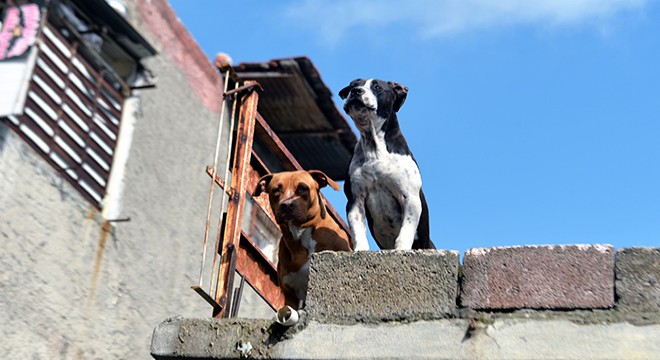 Torbacı, pitbull köpeklerle korunuyor