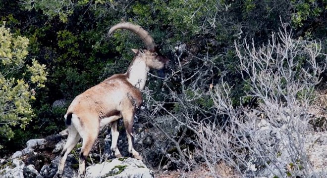 Toros Dağları ndaki yaban keçileri dronla görüntülendi
