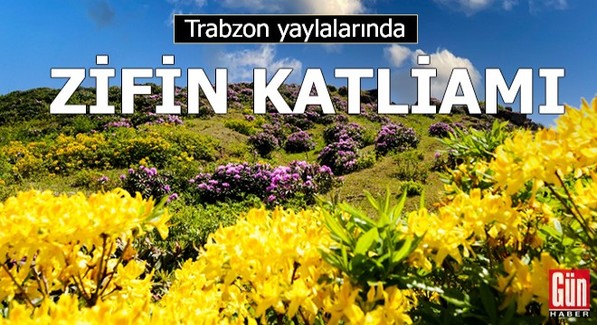 Trabzon yaylalarında ‘zifin çiçeği’ katliamı