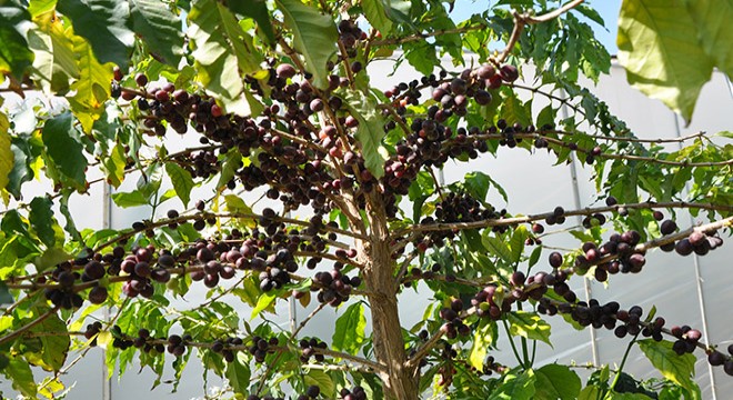 Tropikal bahçede kahve meyvesi yetiştirdi
