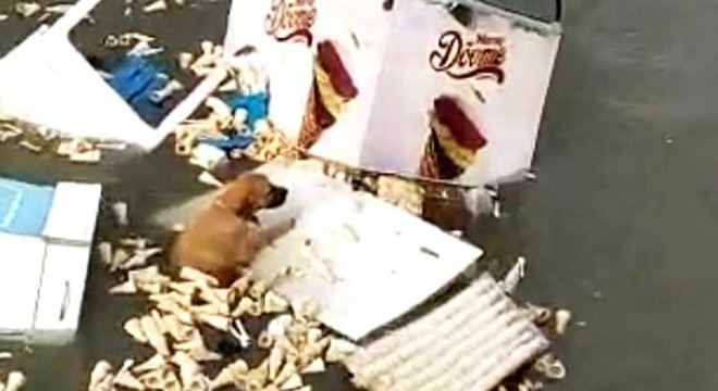 Tsunamiye kapılan köpeğin yaşam mücadelesi kamerada