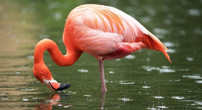 Tüfekle vurulan flamingo tedavi edildi
