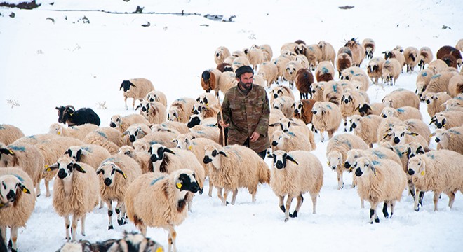 Tunceli de, çobanların karda zorlu mesaisi
