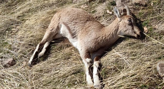 Tunceli de, koruma altındaki 7 yaban keçisi ölü bulundu
