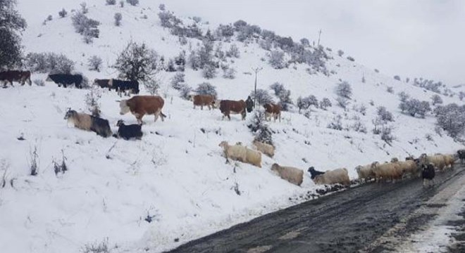 Tunceli nin 49 köy yolu, kar nedeniyle ulaşıma kapandı