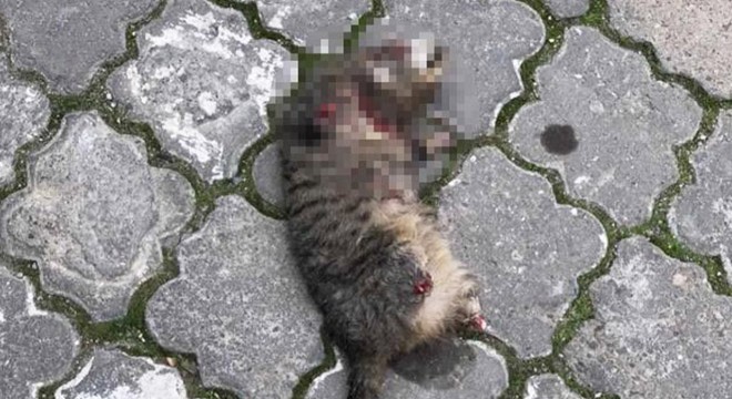 Turgutlu da seri kedi katili aranıyor