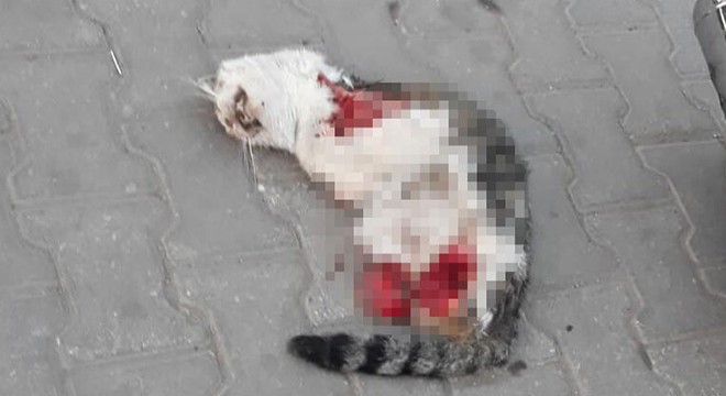Turgutlu da yine 4 bacağı da kesik kedi ölüsü bulundu