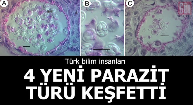 Türk bilim insanları, 4 yeni parazit türü keşfetti