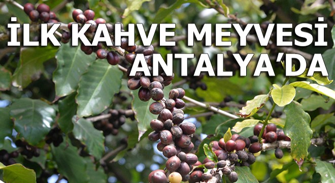 Türkiye de ilk kez kahve meyvesi üretti