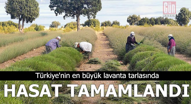Türkiye nin en büyük lavanta tarlasında hasat tamamlandı