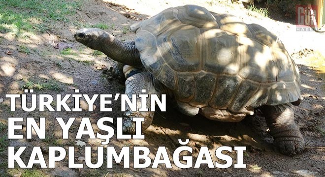 Türkiye nin en yaşlı kaplumbağası  Tuki 