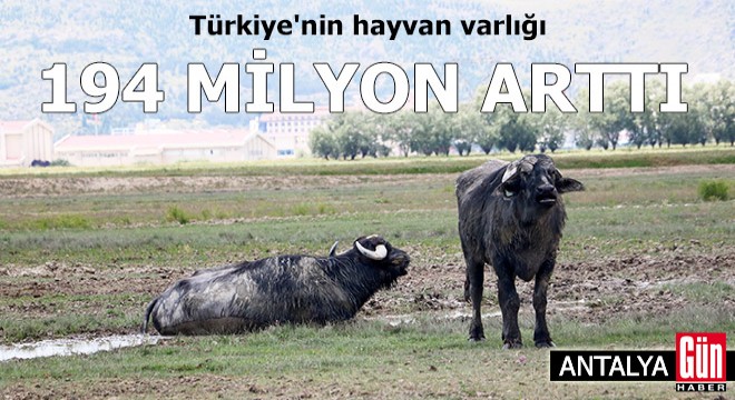 Türkiye nin hayvan varlığı, 30 yılda 194 milyon arttı