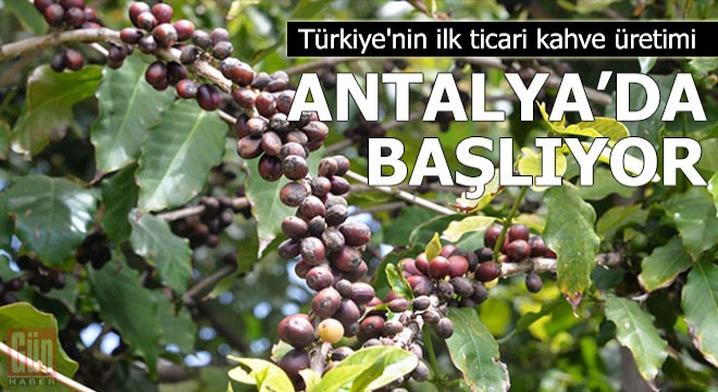 Türkiye nin ilk ticari kahve üretimi başlıyor