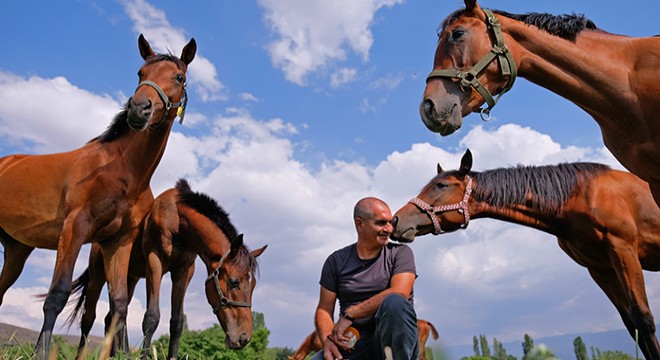 Türkiye nin şampiyon atları, bal ve pekmez ile yetiştiriliyor