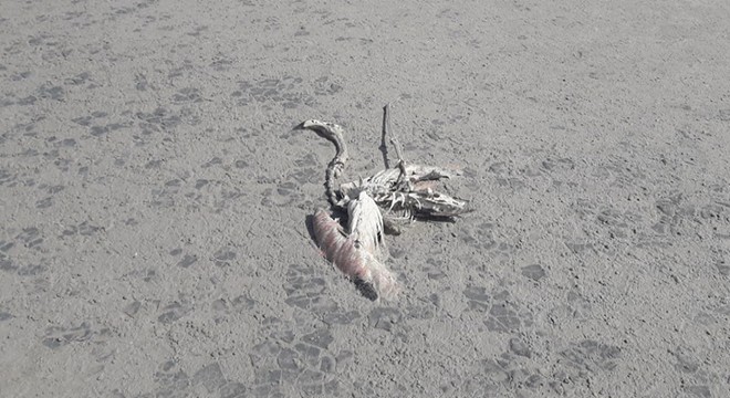 Tuz Gölü nde 20 yavru flamingo ölü bulundu