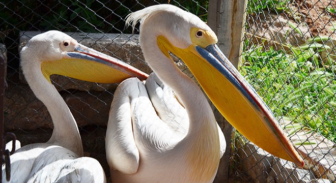 Tuz Gölü nde yaralı ve bitkin bulunan 2 pelikan tedaviye alındı