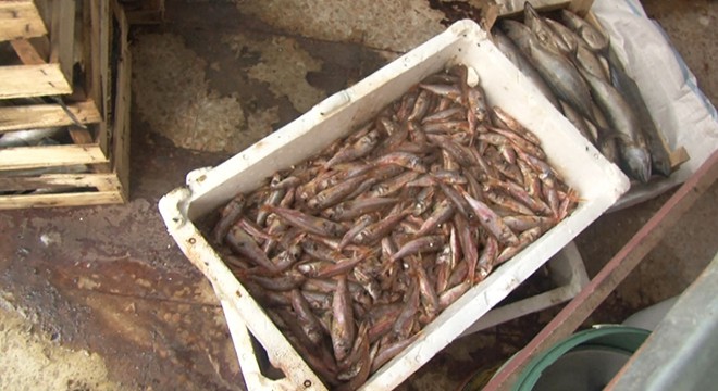 Tuzla da yaklaşık 1 ton çürümüş balık yakalandı