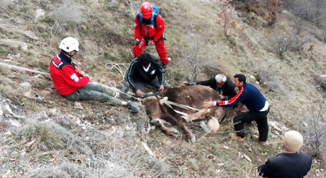 Uçuruma yuvarlanan inekler 6 saatte kurtarıldı