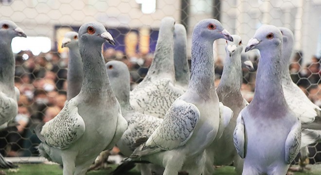 Ukrayna için barış güvercinleri uçuruldu