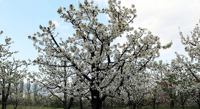 Uluborlu'da kiraz ağaçları çiçek açtı